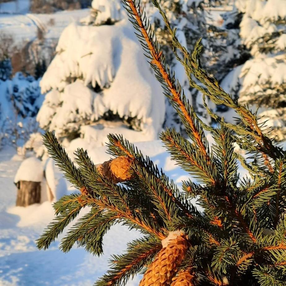 Chata Drewniana Stefanowka Slemien Bagian luar foto